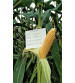 Sweet Corn F1 Iris Honey Max 100 grams